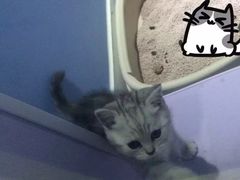 -喵的天空名猫咖啡馆·撸猫·猫舍·用品