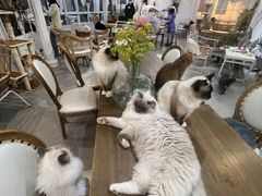 -共舞时光猫咖·狗咖(新街口店)