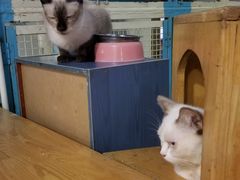 -猫小院猫主题咖啡厅(北锣店)