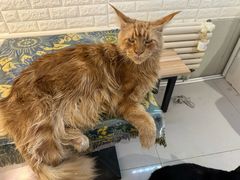 -平行世界·猫咖(首经贸店)