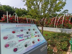 -大望京公园