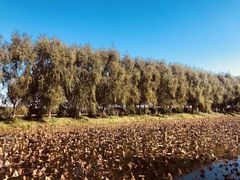 -白渔泡湿地公园