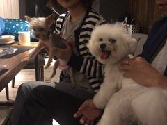 -百好乐宠物友好餐厅(朝外大街店)