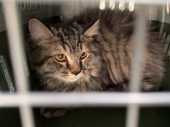 -中农国际动物医院24小时·猫科·骨科·急重症中心