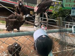 -西霞口神雕山野生动物世界