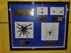 博物馆之旅&nbsp;106-上海昆虫博物馆