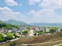 -龙坞茶村
