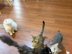 -楼上猫咖(罗湖店)
