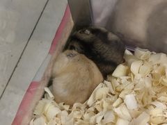-钓仓鼠(洋桥北里小区店)
