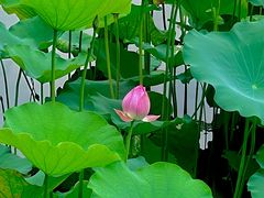 -荔湾湖公园