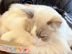 -Let's go狗咖·猫咖·奶狗·桌游(春熙路IFS店)