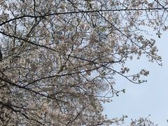 -鸡鸣寺