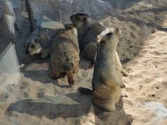 -西霞口神雕山野生动物世界