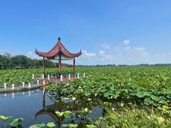 -荷花荡