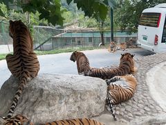 -栾川竹海野生动物园