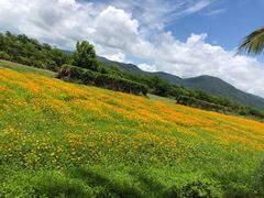 -亚龙湾国际玫瑰谷