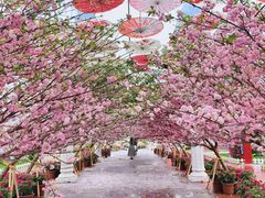 -广东花都香草世界旅游度假区