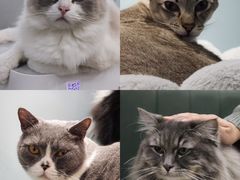 -安格丽娜·狗咖·猫咖羊驼咖(春熙路百盛商场店)
