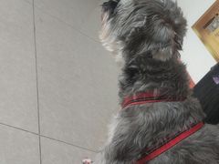 -瑞派福兴宠物医院犬猫全科·骨科·中西医结合(河东店)