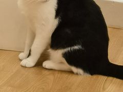 -有喵·猫咖·狗咖·30几只猫10只小狗(岗厦店)