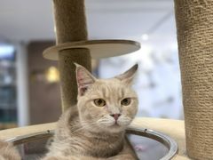 -楼上猫咖(罗湖店)