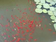 -开心草帽(张村店)