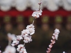 -颐和园