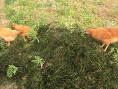 散养土鸡-乡乐园蟹庄·阳澄湖农家乐