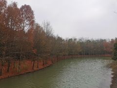 -上海海湾国家森林公园