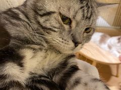 -猫腻·猫咖·撸猫馆(星光大道店)