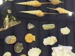-上海海洋大学鱼文化博物馆(军工路校区)
