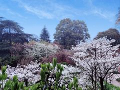 -南山植物园