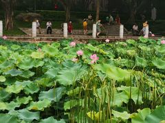 -南宁南湖公园
