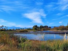 -月亮湾湿地公园