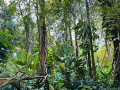 -中国科学院西双版纳热带植物园