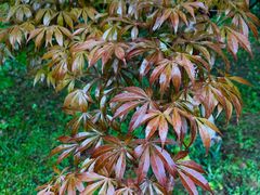 -铁山坪森林公园