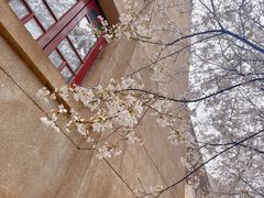 -武汉大学-樱园
