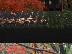 -秋霞圃