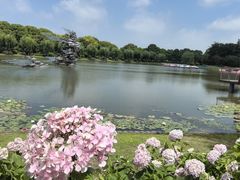 -上海鲜花港