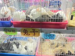 -花鸟鱼虫鲜花绿植市场(玉泉路店)