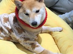 -逗柴咖啡屋·狗咖猫咖宠物桌游