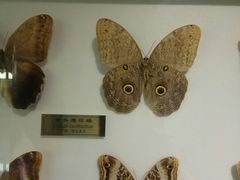 -上海昆虫博物馆