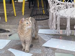 -喵屿·大理花园猫咖