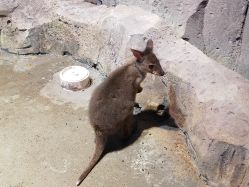 -酷嗒动物文化乐园(cutezoo西溪乐天城店)