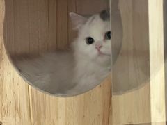 -猫大福·Fortune Cat猫舍(百子湾店)