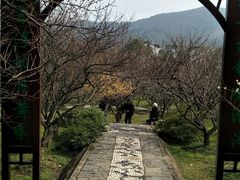 -香雪海
