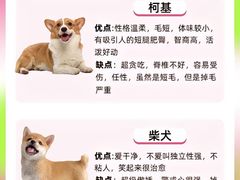 -翊宠yipet猫狗购宠庄园犬舍•猫舍