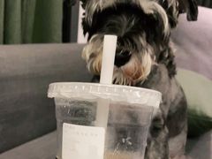 -方腻·3平方柠檬茶