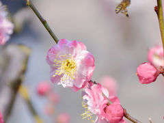 -梅花山(明孝陵内)