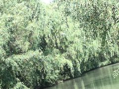 景点-大湾区中央湿地公园